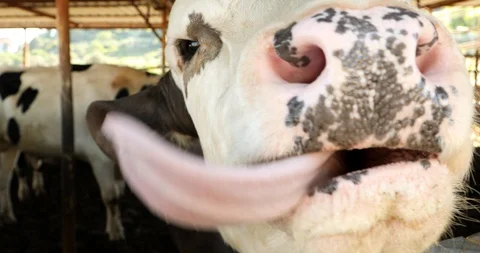 Cows are resting in a farm 7 Stock Footage 130033737
