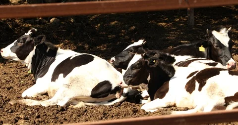 Cows are resting in a farm Stock-Footage 130032347