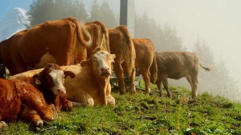 Cows are resting in the highlands. Video stock 201164999
