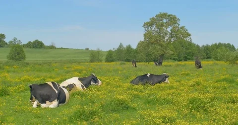 Cows are resting in a meadow. Cows and young heifers are relaxing quietly in the Stock Footage 76645739