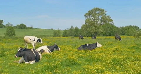 Cows are resting in a meadow. Cows and young heifers are relaxing quietly in the Stock Footage 76647178