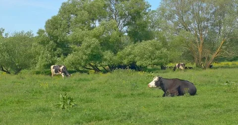 Cows are resting in a meadow. Cows and young heifers are relaxing quietly in the Stock Footage 76648214