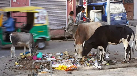 Cows are seen alongside people, feeding on garbage in streets of India. Stock Footage 37516991