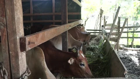 Cows are seen eating grass in their cage 스톡 동영상 211797929