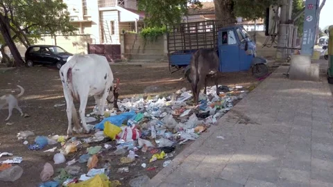Cows are seen feeding on the garbage thrown by the thoughtless people in Mysuru. Stock Footage 154622228