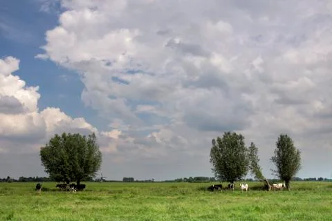 Cows are sheltering under a tree Stock Photos