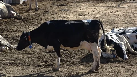 Cows are standing and sitting Stock Footage 178038620