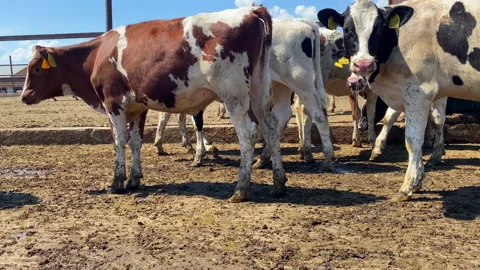 The cows are standing and waiting for water to be brought to them. Stock Footage 156779343