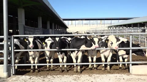 Cows are standing in a farm medium shot Stock Footage 178040287