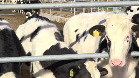 Cows are standing in a farm pan close-up Stock Footage 178041503
