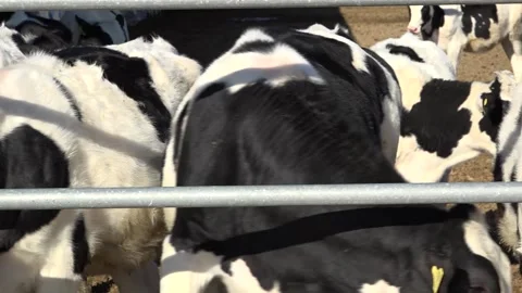 Cows are standing in a farm pan close-up Stock Footage 178043393