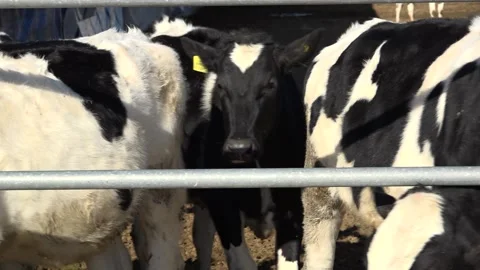 Cows are standing in a farm pan Stock Footage 178044151