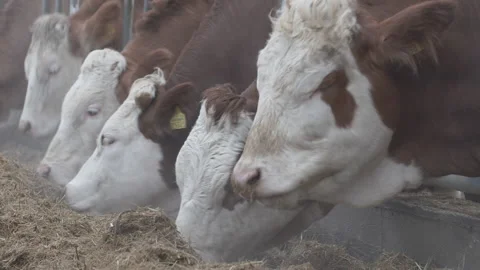 Cows are standing in a stall and eating Stock Footage 239320002
