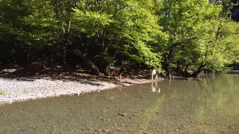 Cows are under trees 動画素材 195180369