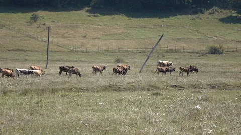 Cows are walking along the field. Transcarpathia Stock Footage 86199067