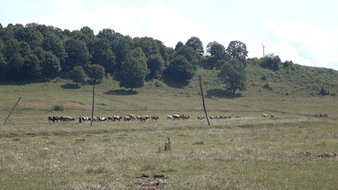 Cows are walking along the field. Transcarpathia Stock Footage 86373246