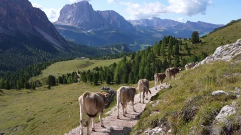 The cows are walking along the mountain path to the pasture 스톡 동영상 322520695