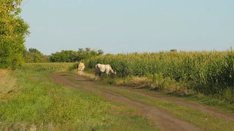 Cows are walking along a road near a field of corn. cows graze on a corn field 스톡 동영상 124989086