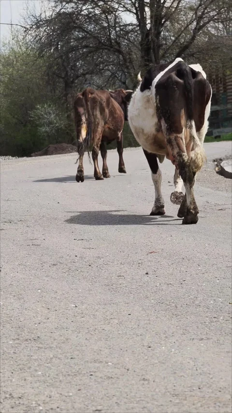 Cows are walking down a paved road in a rural setting Vidéo 307495145