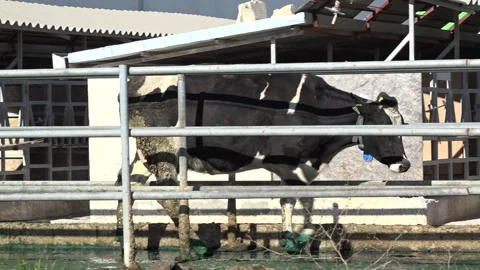 Cows are walking in order Stock Footage 178054615