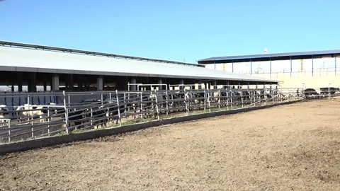 Cows are walking in order long shot Stock Footage 178044497