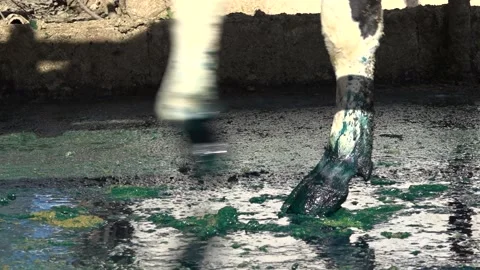 Cows are walking in order with medicated water feet Stock Footage 178036550