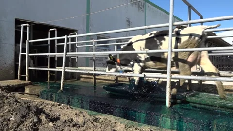 Cows are walking in order with medicated water feet Stock Footage 178047524