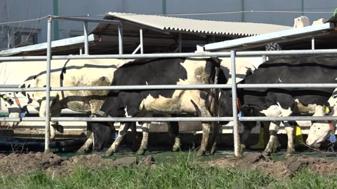 Cows are walking in order side angle Stock Footage 178045519