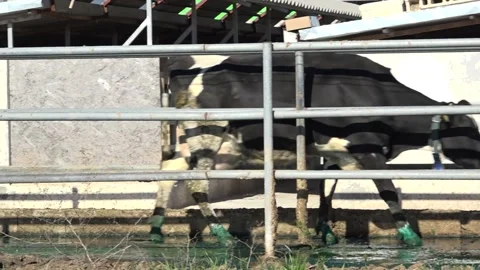 Cows are walking in order side angle pan Stock Footage 178054710