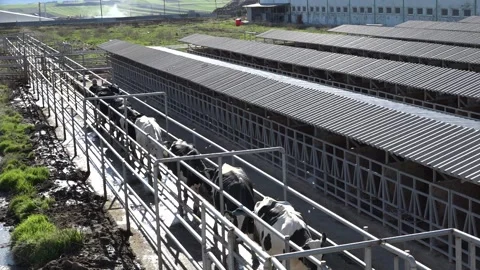 Cows are walking in order top angle long shot Stock Footage 178041836