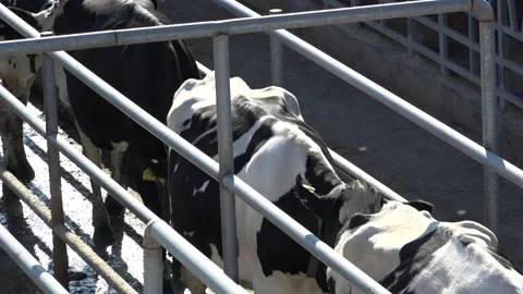 Cows are walking in order  top angle Stock Footage 178042121