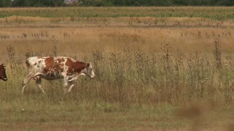 Cows are walking through the field Stock-Footage 56497357
