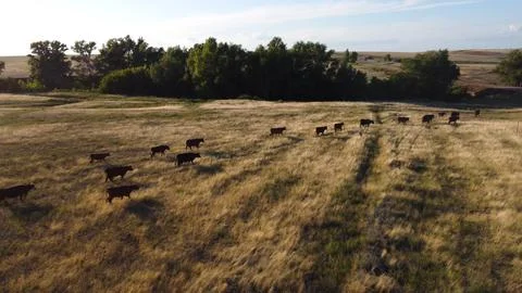 Cows are walking through the pasture Photos