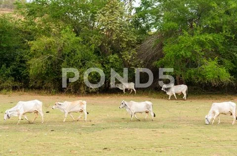 Cows in an Arid Field Stock Photos