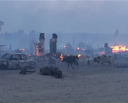 Cows From The Ashes Stock Footage 1039305