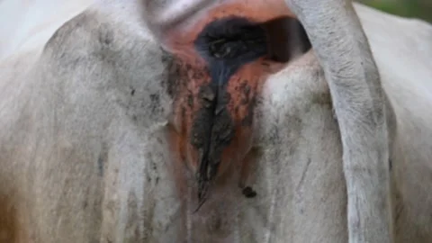 cow anal plug Rude - I Love My Butt Plug Merchandise Secret Santa Gift