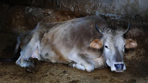 The cows attached to the barn, the life of the cows in the barn, 動画素材 93778378