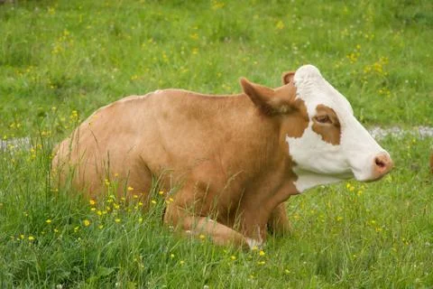 Cows Austria Stock Photos