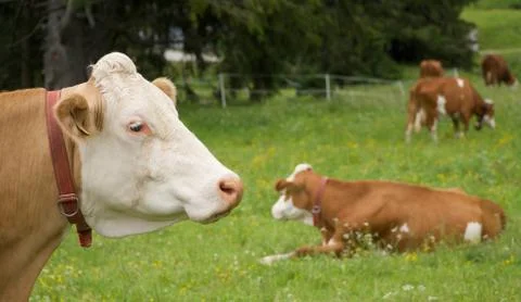 Cows Austria Stock Photos
