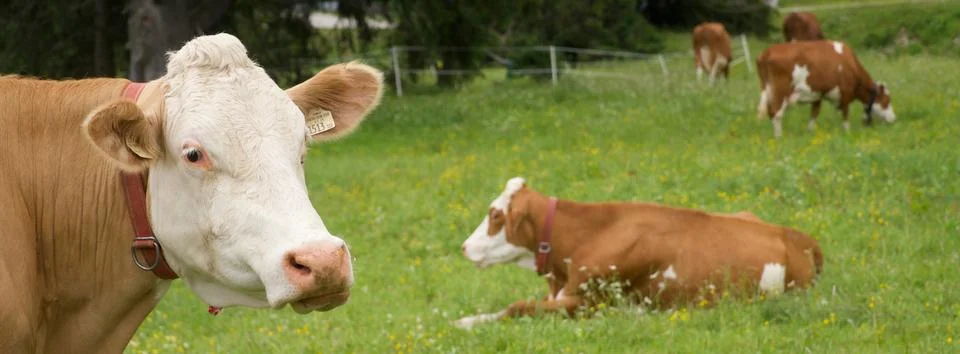 Cows Austria Stock Photos
