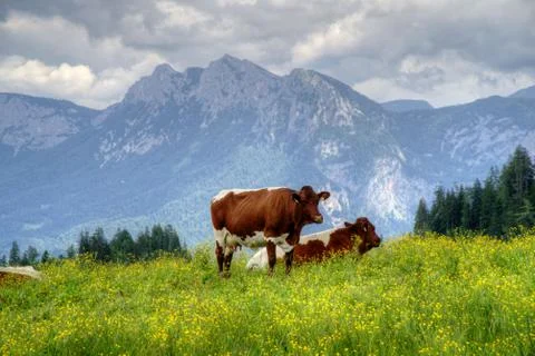 Cows Austria Stock Photos