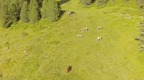 Cows on an Austrian Alp - Aerial Flight Stock Footage 40856422