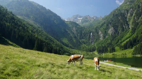 Cows in Austrian Alps Stock Footage 25822285