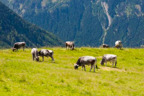 Cows in the Austrian Alps Stock Photos