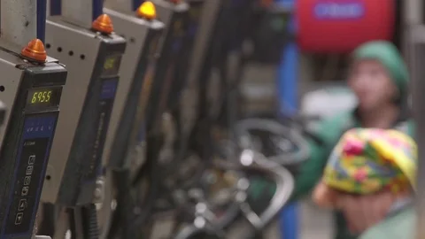 Cows automation milking facility Stock Footage 92588521