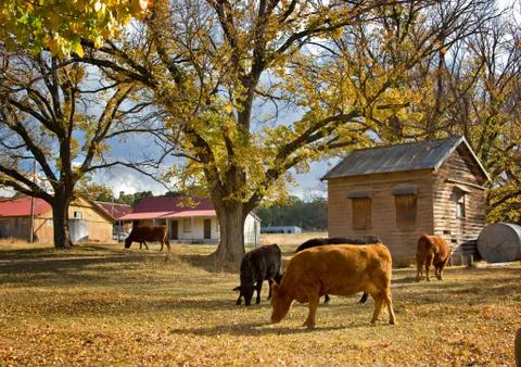 Cows in autumn Stock Photos