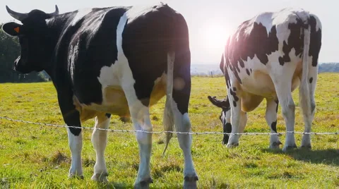 Cows back Stock Footage 4482260