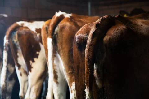 Cows back view Stock Photos