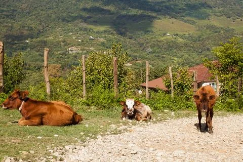 Cows on the background of the Caucasus mountains. Cattle graze in Abkhazia. Foto stock