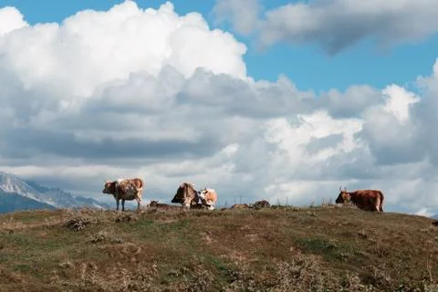 Cows on the background of a mountain landscape. Stock Photos